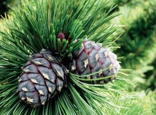 Semi pinus cembra usato  Trappeto