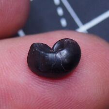 Goniatite ematite minerale usato  Spedire a Italy