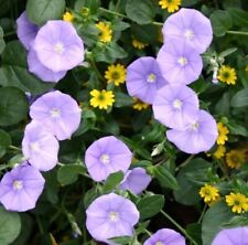 Convolvulus plug plants for sale  LONDON