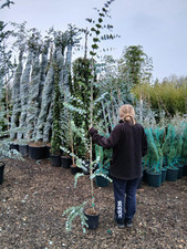 Eucalyptus silver gunnii for sale  EGHAM