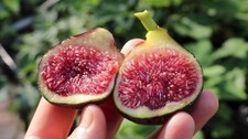 Seedling black madeira for sale  Kingsburg