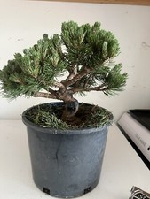 Dwarf mugo pine for sale  Grove City