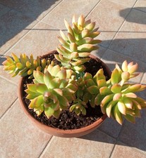 Sedeveria lutea coccio usato Sedeveria lutea coccio usato  Albenga