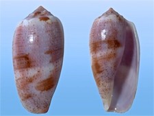 Conidae, Conus tulipa, Tulear, Madagascar, 51,8 mm, BEAUTIFUL COLORS comprar usado  Enviando para Brazil
