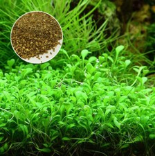 100 seeds fish for sale  HATFIELD