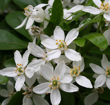 Large choisya ternata for sale  CREWE