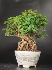 bonsai giapponese usato bonsai giapponese usato Cison di Valmarino
