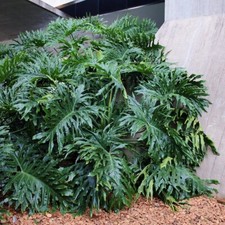 Seeds lacy tree for sale  USA