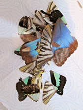 Butterfly moth wings. for sale  WATERLOOVILLE