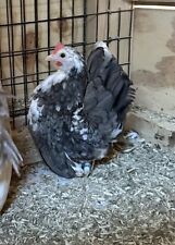 Serama chicken hatching for sale  Middleburg