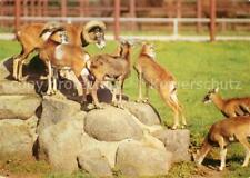 72907521 tiere muffelwild gebraucht kaufen  Deutschland