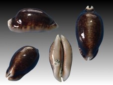 Cypraea eglantina hypermelanic usato  Roma
