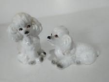 Poodles two small for sale  SHREWSBURY