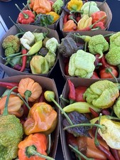 Freshly picked hot for sale  Bossier City