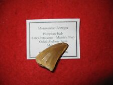 Cretaceous mosasaurus beaugei for sale  WAKEFIELD