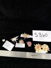 Seashells thorny tiny for sale  Warner Robins