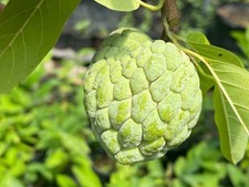 Sugar apple live for sale  Sugar Land