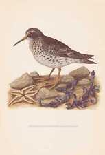 Usado, Meerstrandläufer Calidris Maritima Impresión en Color De 1953 comprar usado  Enviando para Brazil