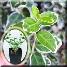White euonymus fortunei for sale  Leesburg