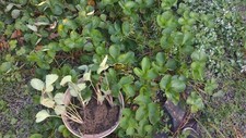 Strawberry free roots for sale  Myerstown