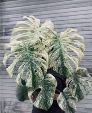 planta raiz comprar usado planta raiz comprar usado  Enviando para Brazil