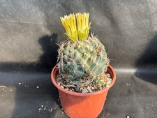 Coryphantha salm dyckiana usato  Massafra