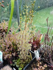 20 graines Drosera Auriculata ssp peltata na sprzedaż  Wysyłka do Poland