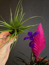 Tillandsia cyanea pink for sale  NOTTINGHAM