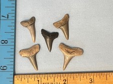 Mako shark teeth for sale  Chesapeake Beach