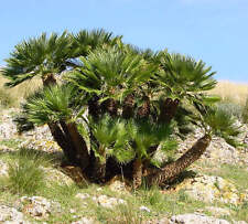 Chamaerops humilis dwarf usato  Napoli