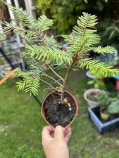Taxus chinensis bonsai for sale  FELIXSTOWE