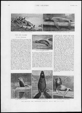 1893 Estampa Antiga ANIMAIS Behring Selos de Pesca Leões Marinhos Fortuna Nott (177) comprar usado  Enviando para Brazil