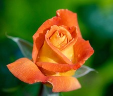 Rosa meilland louis usato  Napoli