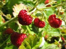 Alpine strawberry fragaria for sale  Saint Augustine