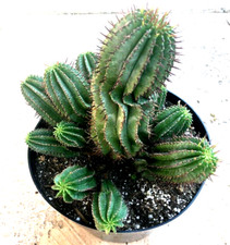Euphorbia cereiformis milk for sale  San Marcos
