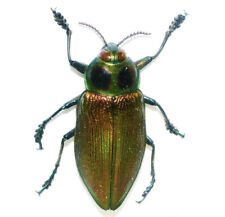 Käfer euchroma gigantea gebraucht kaufen  Springe
