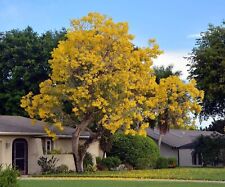 Yellow tabebuia trumpet for sale  USA