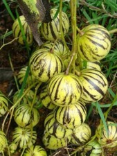 Solanum caripense tzimbalo usato  Italia