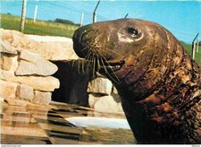 Animaux gweek cornish d'occasion  Fruges