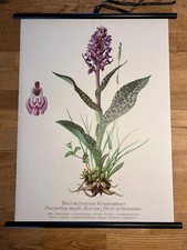 Knabenkraut blume rollkarte gebraucht kaufen Knabenkraut blume rollkarte gebraucht kaufen  Hürth