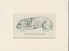 Bulldog lovely old for sale  COLEFORD