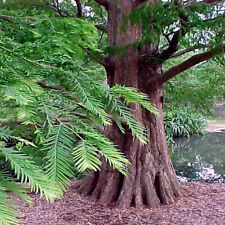 Dawn redwood tree for sale  Lincolnton