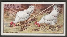 Ogdens poultry rearing for sale  COLNE