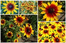 Sonnenhut riesen blüten gebraucht kaufen  Erding
