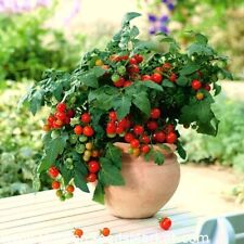 Balconi tomato plug for sale  NOTTINGHAM