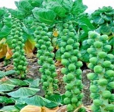 12x brussels crispus for sale  LONDON