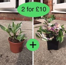 Tradescantia fluminensis quadr for sale  DURHAM
