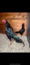 Yakido shamo bantam for sale  SHEFFIELD