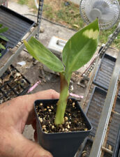 Dwarf green banana for sale  San Diego
