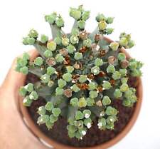 Euphorbia horrida donna usato  Napoli